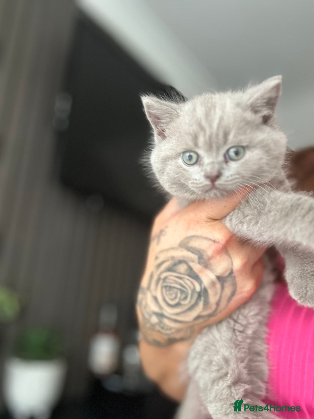 British Shorthair cats for sale: 🐈‍⬛ READY NOW - British Shorthair 🐈‍⬛ - Image 4
