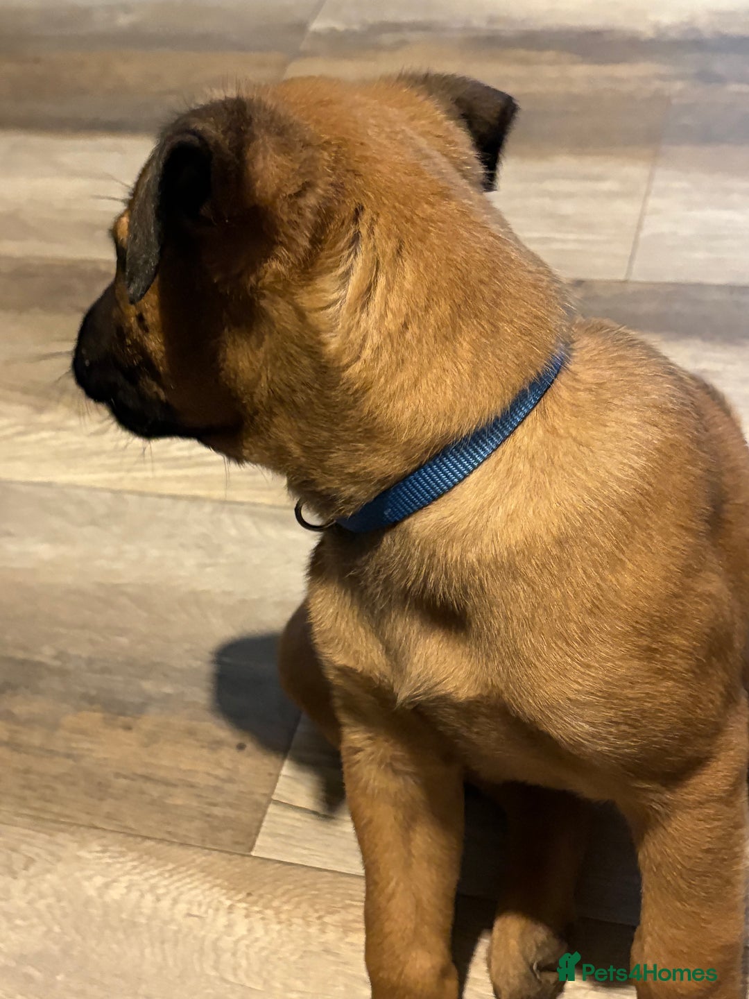 Mixed Breed dogs for sale: Belgian mali cross bullgreyhound PUPPIES  - Advert 27