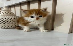 British Longhair cats for sale: Beautiful Fluffy Long-Haired British Tabby Kittens - Image 5