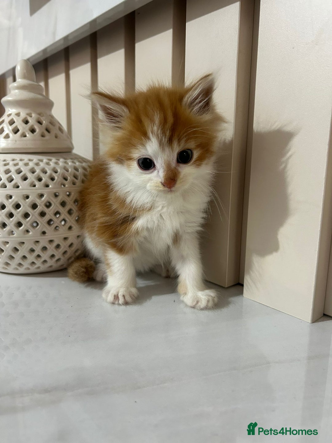 British Longhair cats for sale: Beautiful Fluffy Long-Haired British Tabby Kittens - Image 5