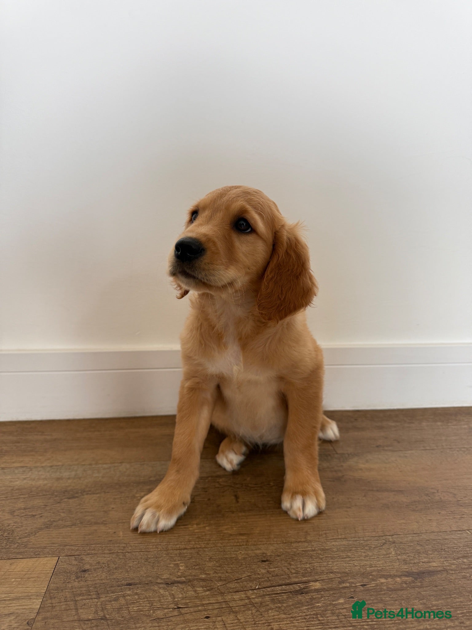 Golden Retriever dogs Beautiful Red golden retriever puppies - Advert 1
