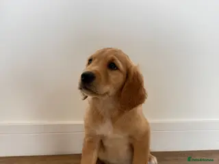 Golden Retriever dogs Beautiful Red golden retriever puppies - Advert 1