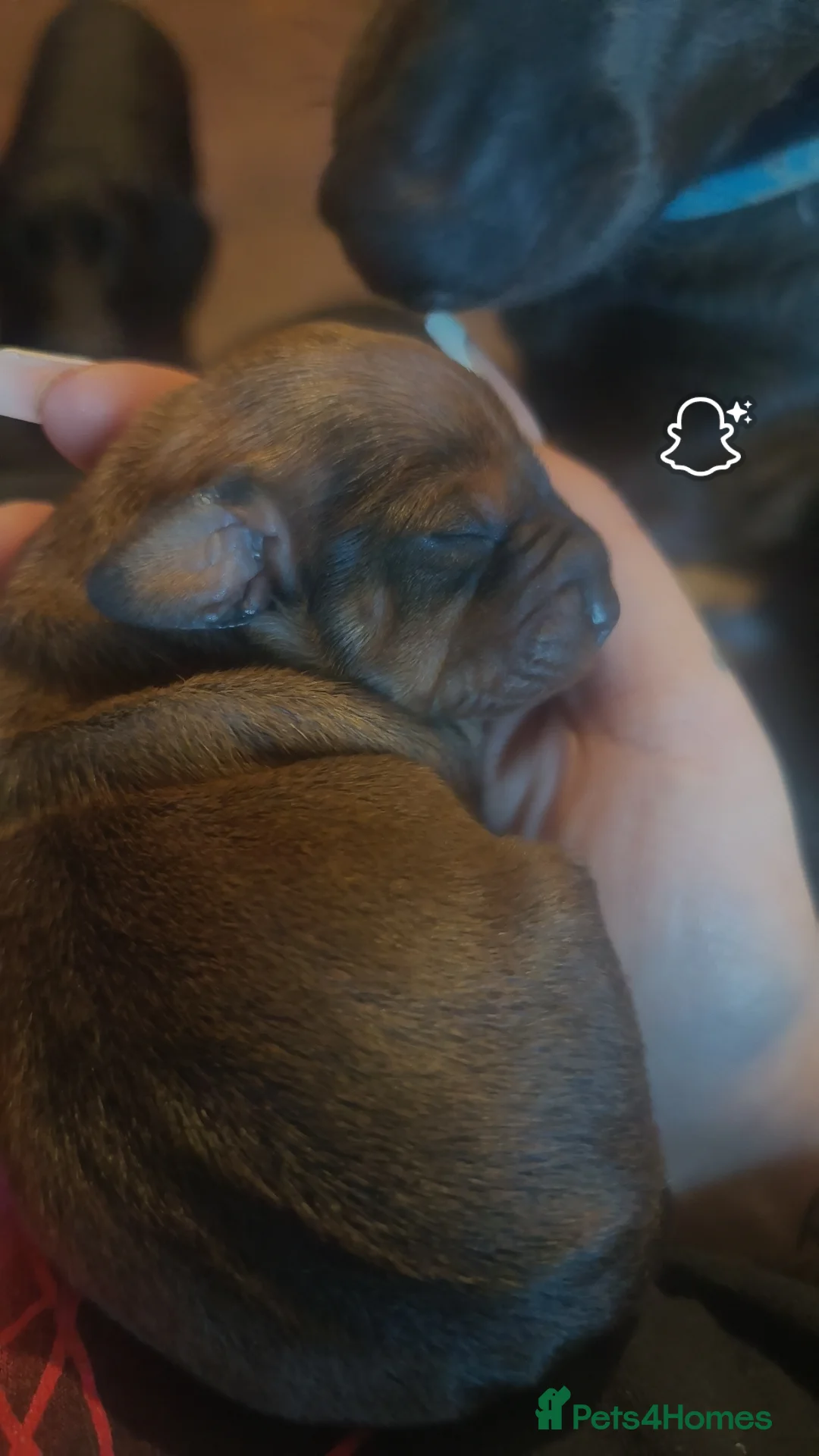 Dachshund dogs for sale: Dachshund puppies - Advert 8