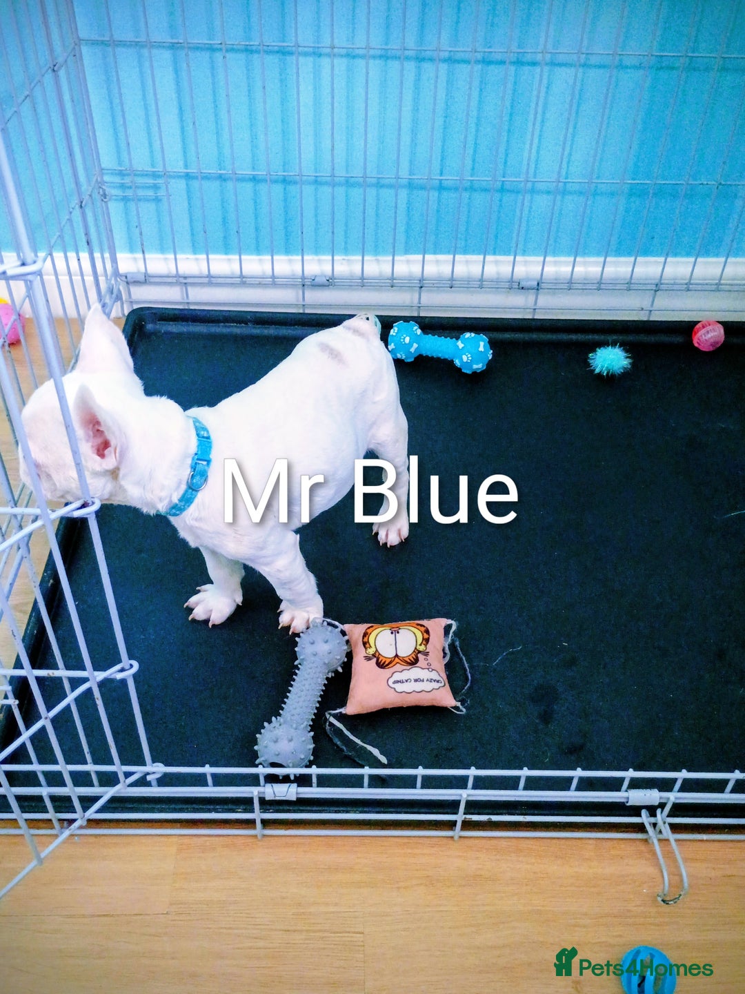 French Bulldog dogs for sale: Quality chunky French bulldog fluffy carriers  - Image 20