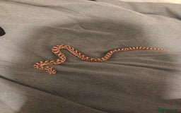 Snake reptiles for sale: Breeding pair of hognoses  - Image 1