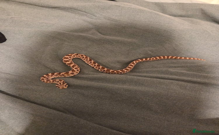 Snake reptiles - Advert 1