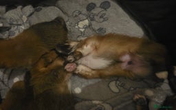 Mixed Breed dogs for sale: Yorkie-pom puppies  - Image 19
