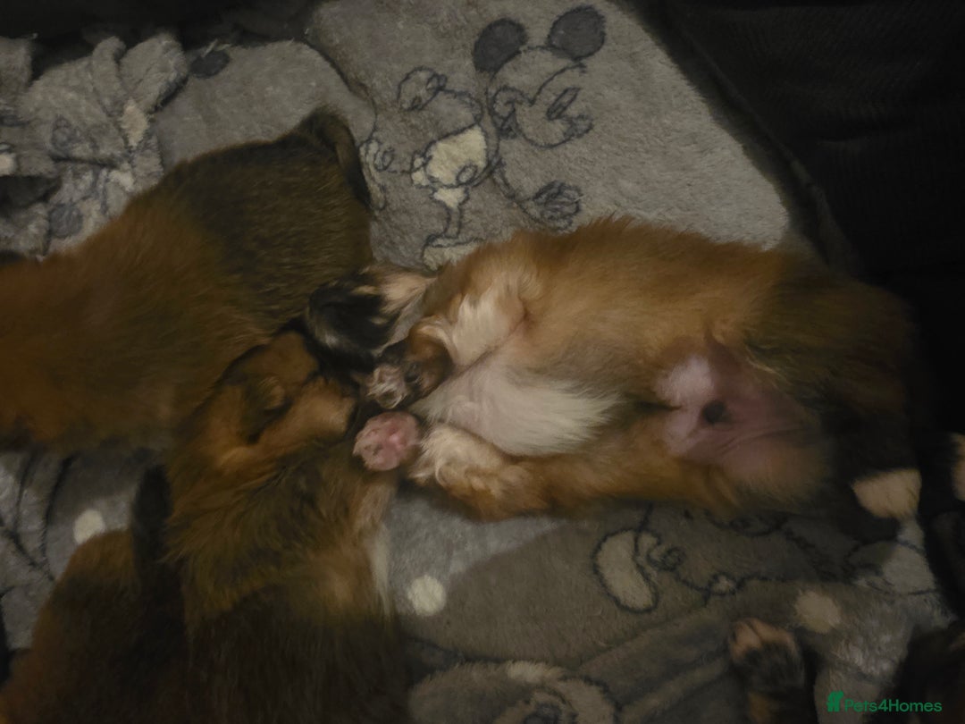 Mixed Breed dogs for sale: Yorkie-pom puppies  - Image 19