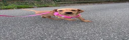 Labrador Retriever dogs for sale: 1 girl left…Beautiful litter of Labrador puppies - Advert 6