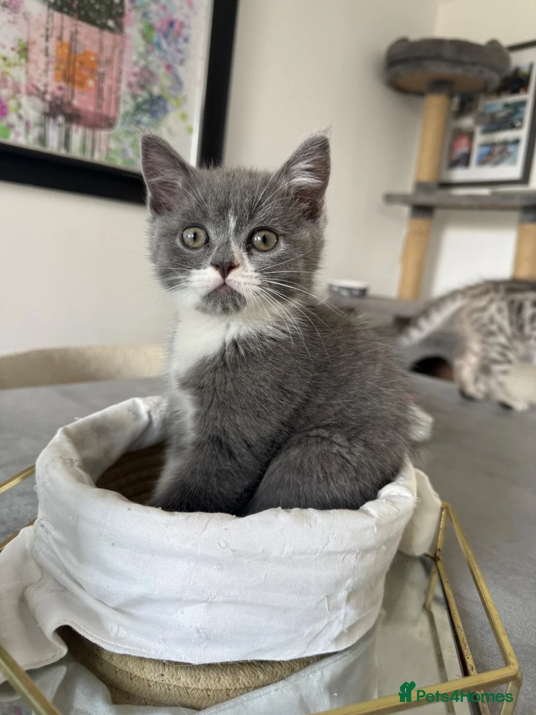 Persian cats for sale: Persian cross  in Lincoln - Advert 1