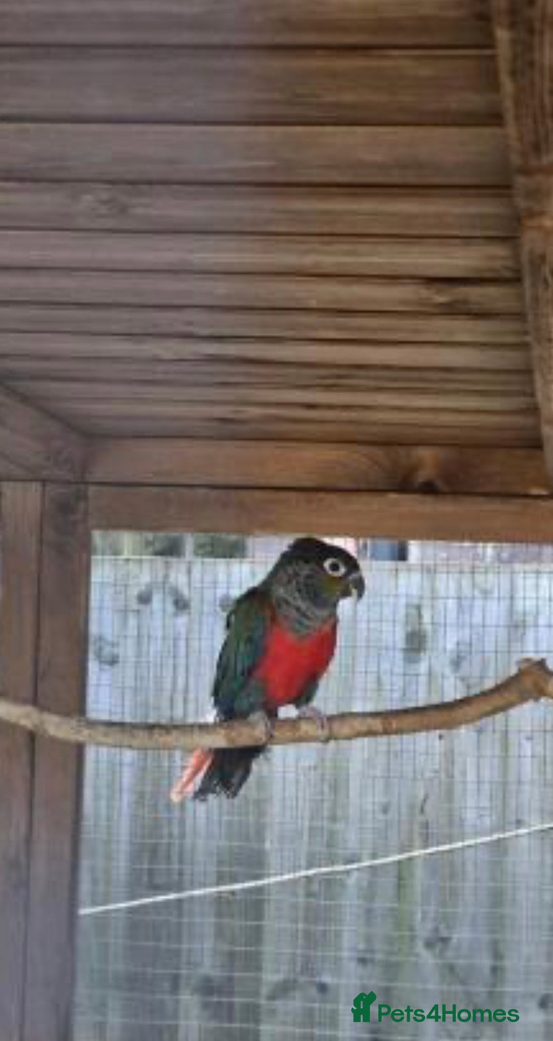 Conures birds for sale: Red Belly Crimson Conure DNA male proven Stud - Image 2
