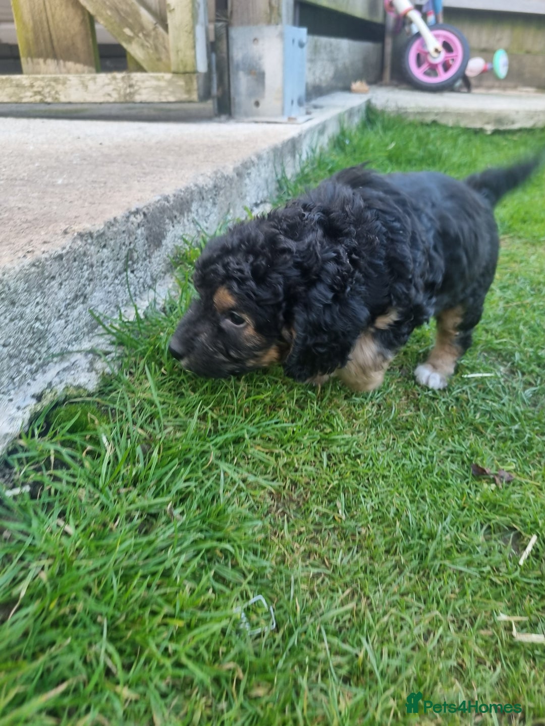 Labradoodle dogs for sale: Miniature f1b labradoodles - Image 3