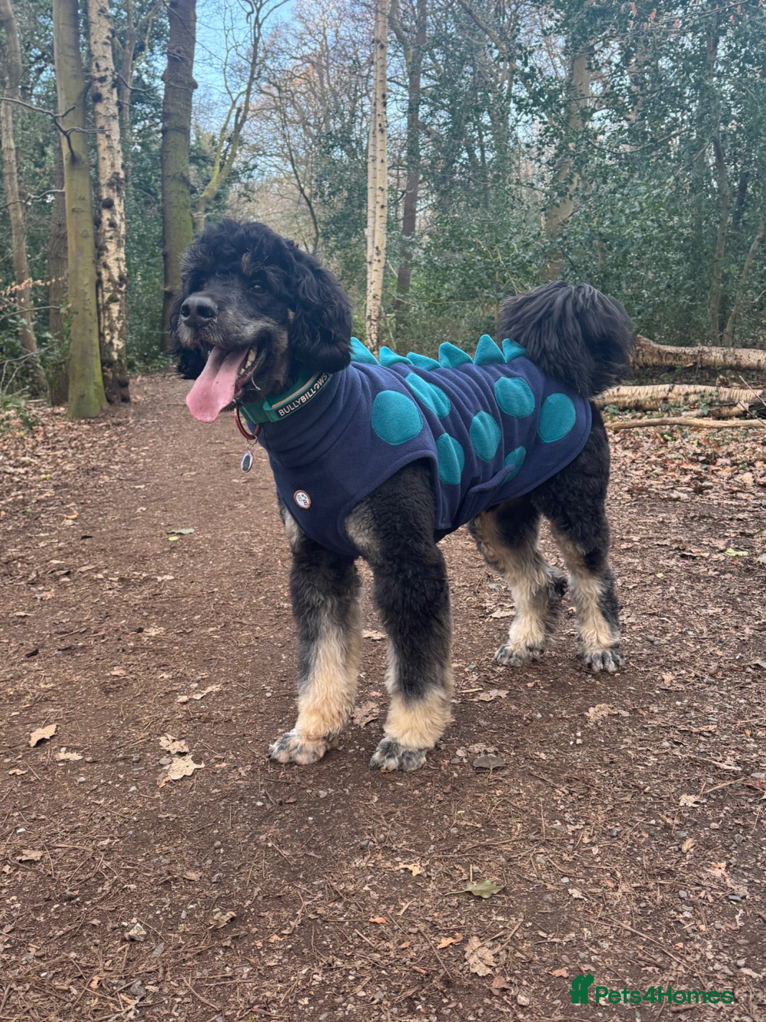 Bernedoodle dogs Bernedoodle 3 years old - Advert 4