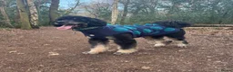 Bernedoodle dogs for sale: Bernedoodle 3 years old - Advert 1
