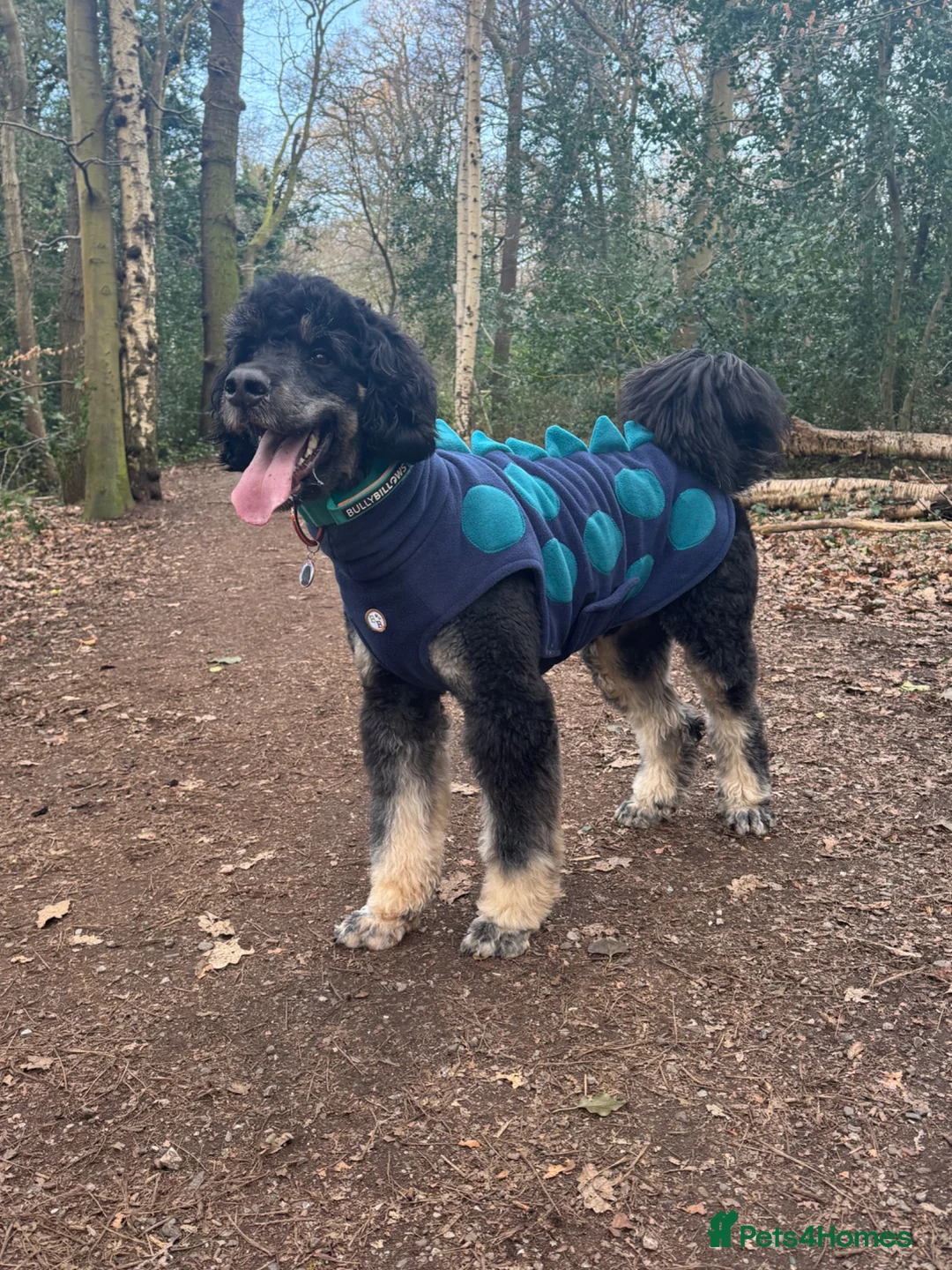 Bernedoodle dogs for sale: Bernedoodle 3 years old - Advert 1
