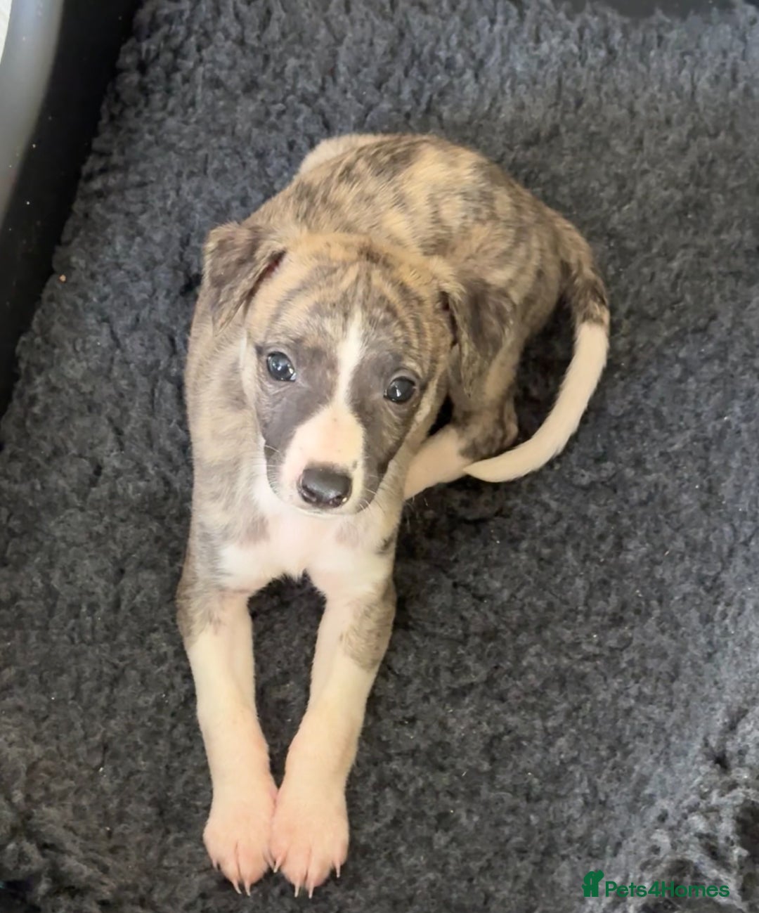 Whippet dogs for sale: SUPER KC Whippet puppies Show bred - Image 33