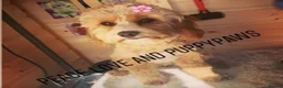 Cavapoo dogs for sale: Cavapoos 5 star licensed breeder - Advert 13