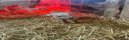 Goats livestock for sale: Fantastic proven Billy - Advert 6