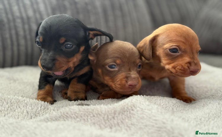 Miniature Dachshund dogs - Advert 1