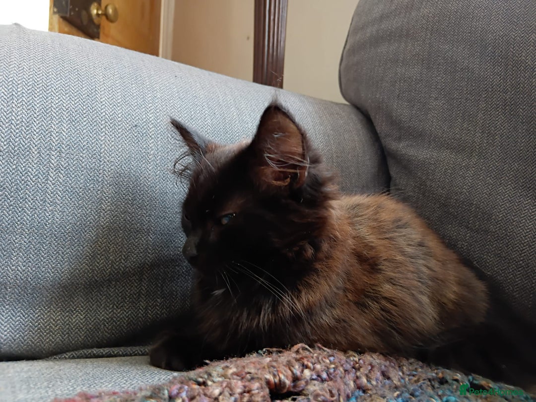 British Longhair cats for sale: Amazing fluff ball - Image 6