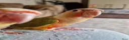 Conures birds for sale: Beautiful fully hand reared conures  - Advert 10