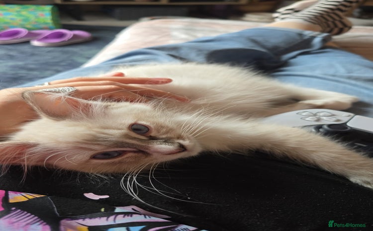 Ragdoll cats - Advert 15