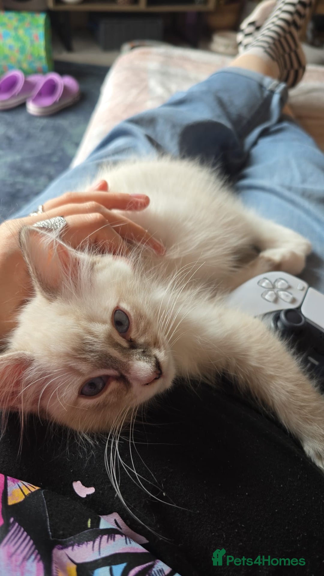 Ragdoll cats for sale: 14 week old Ragdoll Sad Re-home - Image 1