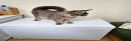 Maine Coon cats for sale: Beautiful full breed blue silver tabby Maine coon - Advert 8
