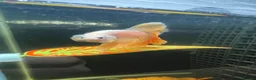 Bettas fish for sale: Betta sale!!  in Upminster - Advert 5