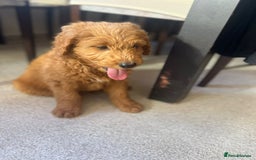 Goldendoodle dogs for sale: Goldendoodle Puppies–Ready for Their Forever Homes - Image 10