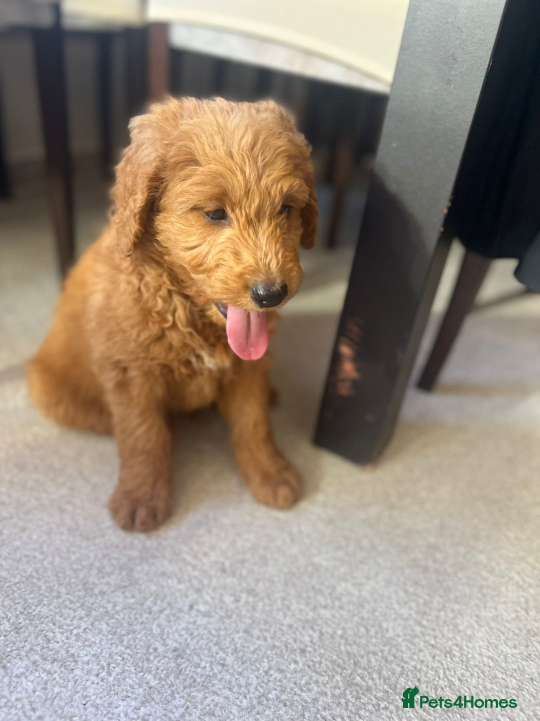 Goldendoodle dogs for sale: Goldendoodle Puppies–Ready for Their Forever Homes - Image 10