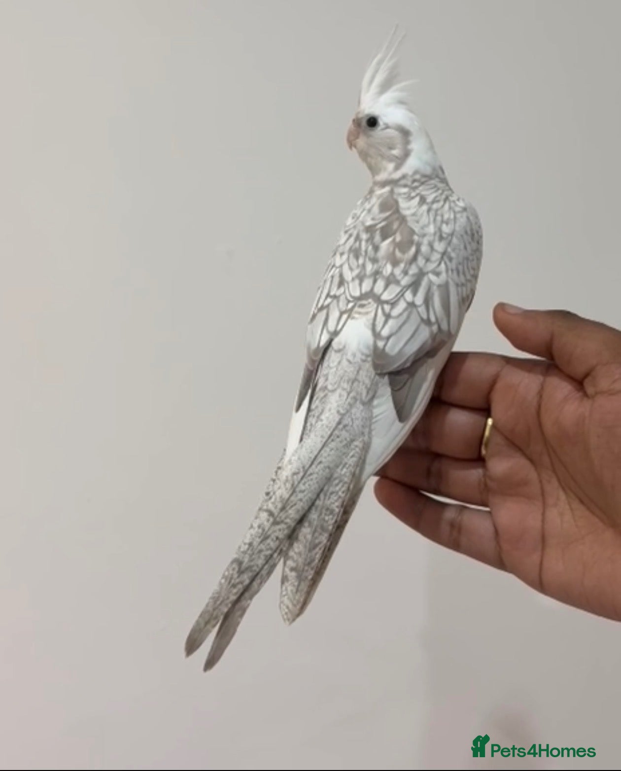 Cockatiels birds Hand Tamed White Pied Baby Cockatiel - Advert 2