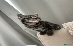 Mixed Breed cats for sale: Make and female tabby kittens for sale  - Image 8