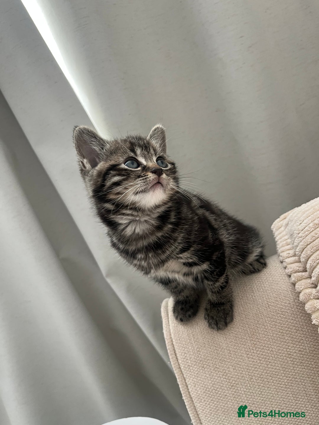 Mixed Breed cats for sale: Make and female tabby kittens for sale  - Image 8