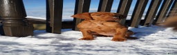 Hungarian Vizsla dogs for sale: Beautiful Fully Trained KC Hungarian Vizsla Puppy - Advert 8