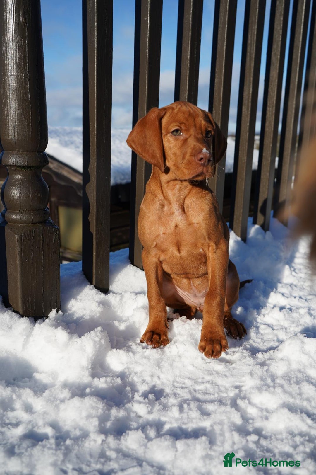 Hungarian Vizsla dogs for sale: Beautiful Fully Trained KC Hungarian Vizsla Puppy - Advert 8