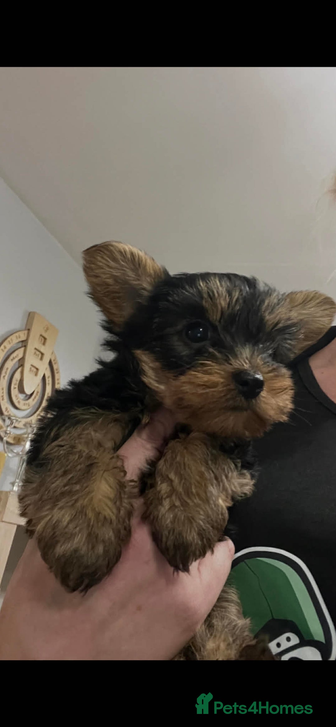 Yorkshire Terrier dogs for sale: Yorkshire terrier puppie  - Advert 3
