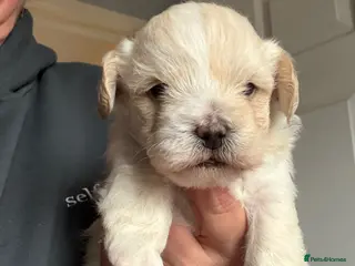 Yorkiepoo dogs 4 stunning Yorkiepoo Puppys - Advert 10