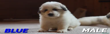 Pyrenean Mountain Dog 5 - Blue