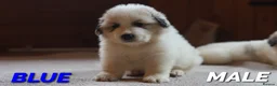 Pyrenean Mountain Dog dogs for sale: Adorable Puppies, Looking For Forever Homes! - Advert 8