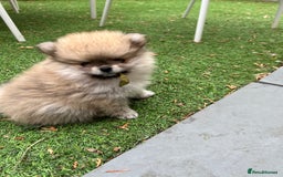 Pomeranian dogs for sale: 2 Pomeranian female puppies available  - Image 7