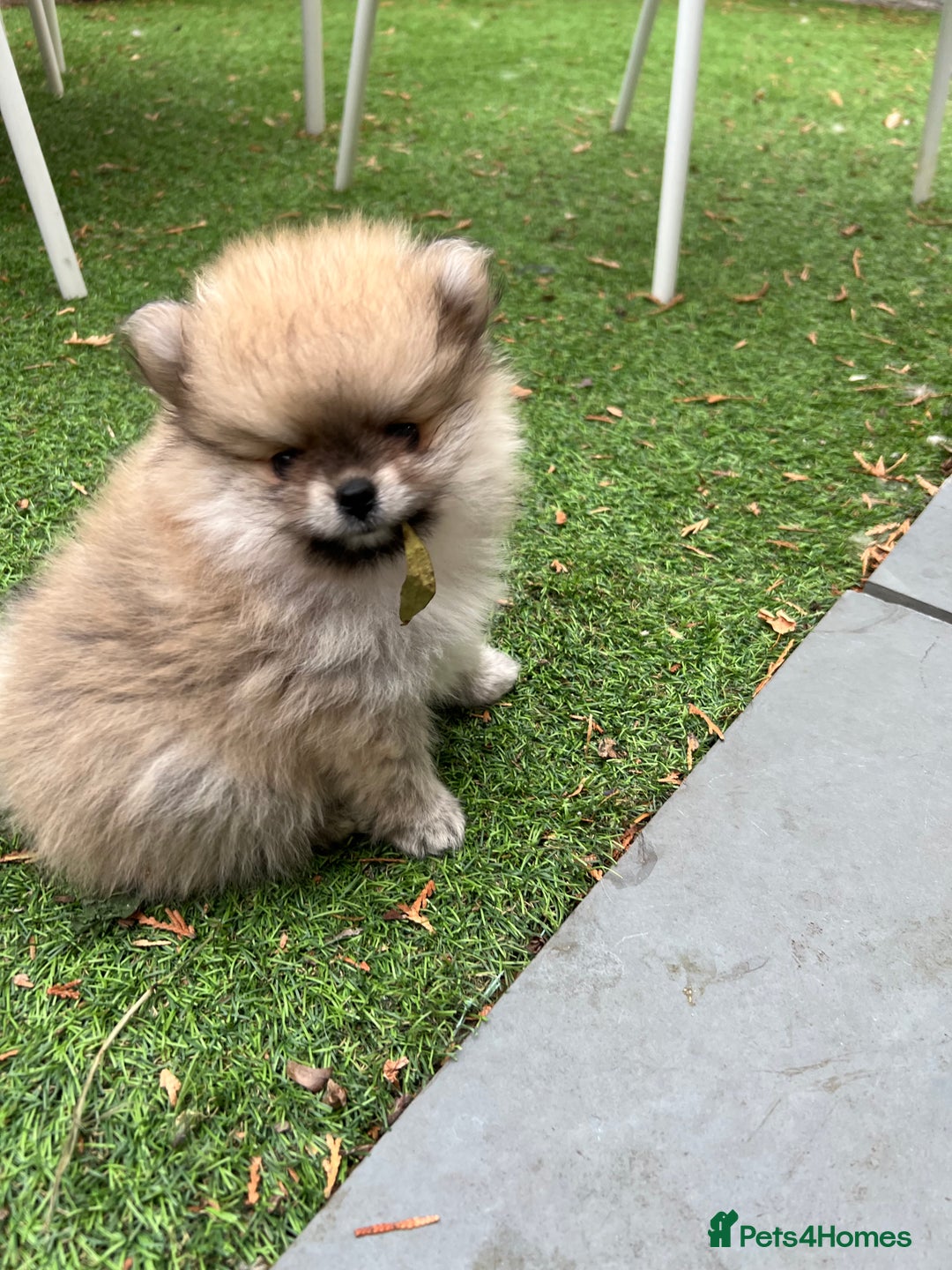 Pomeranian dogs for sale: 2 Pomeranian female puppies available  - Image 7