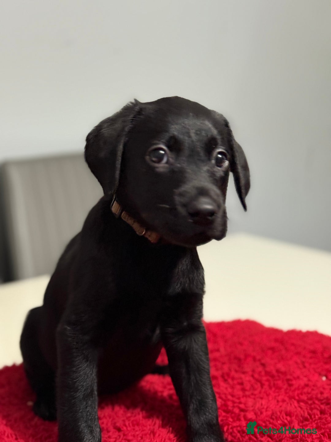 Labrador Retriever dogs for sale: LAST 3 LABRADOR PUPPIES AVAILABLE — READY NOW! - Advert 15