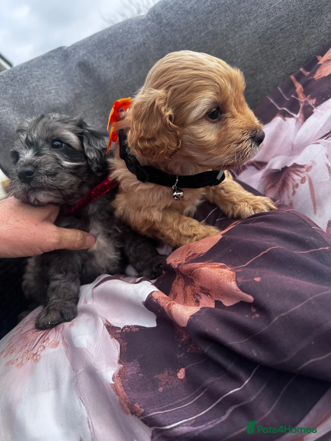 Mixed Breed dogs for sale: Stunning Sproodle puppies  in Preston - Advert 1