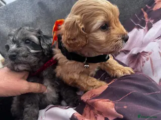 Mixed Breed dogs Stunning Sproodle puppies - Advert 1