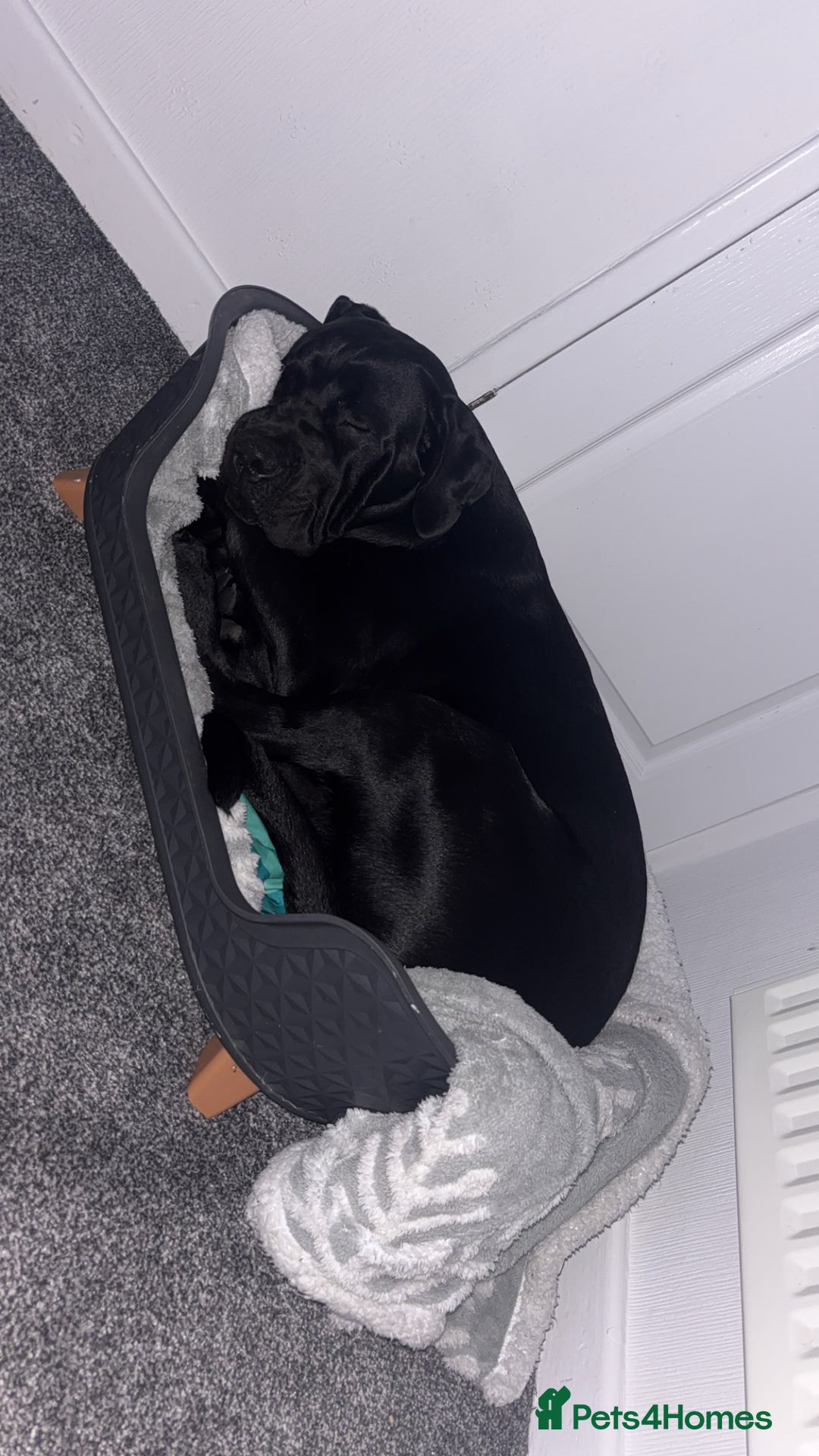 Cane Corso dogs for sale: Cane Corso 1 year old  - Image 5
