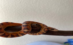 Corn Snake reptiles for sale: Scaless corn snakes  - Image 5