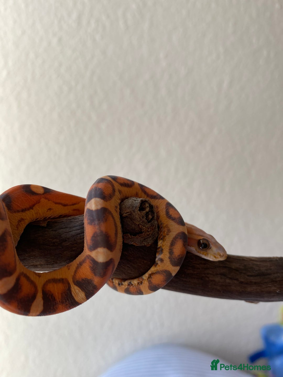 Corn Snake reptiles for sale: Scaless corn snakes  - Image 5