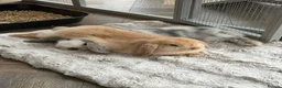 Mini Lop rabbits for sale: 2 Beautiful Mini Lop Rabbits + Luxury Hutch - Advert 1