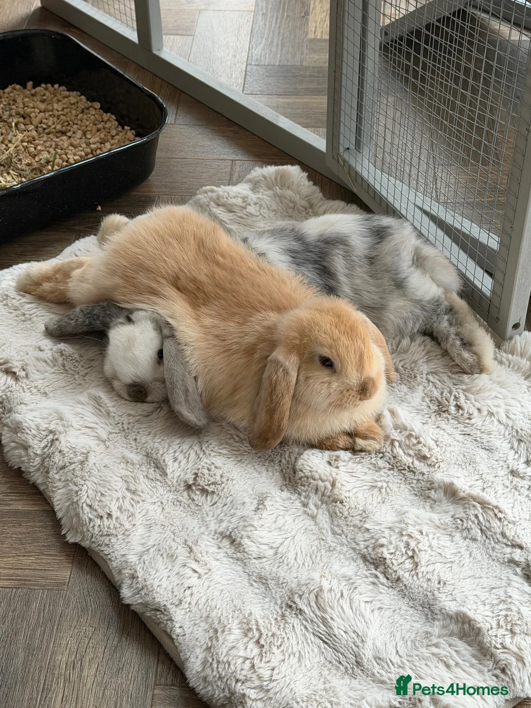 Mini Lop rabbits for sale: 2 Beautiful Mini Lop Rabbits + Luxury Hutch - Advert 1